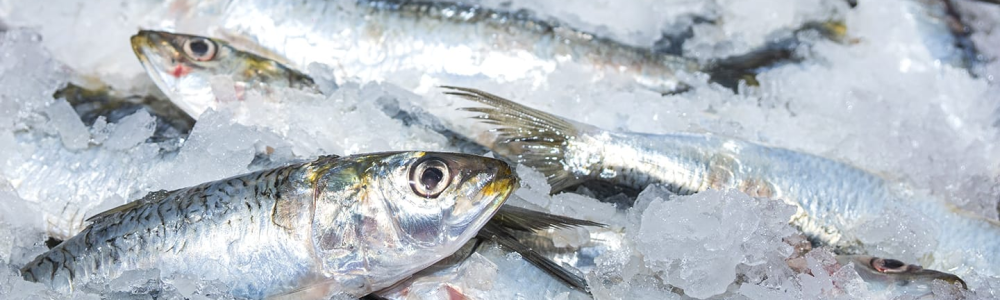 Sardines